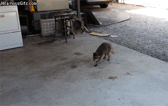 I am not even kidding - this might be my favorite GIF ever