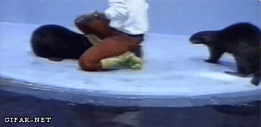Currently one of my favorite GIFs ever.